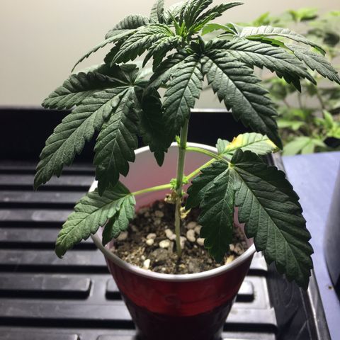 Cheesy Cuties growlog photo: Nasty Nature Genetics-Cheesy Cuties-D
