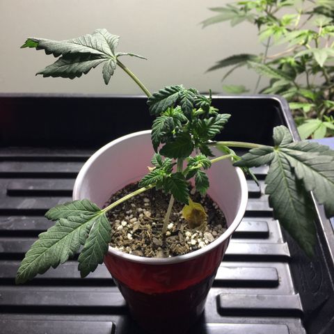 Cheesy Cuties growlog photo: Nasty Nature Genetics-Cheesy Cuties-E