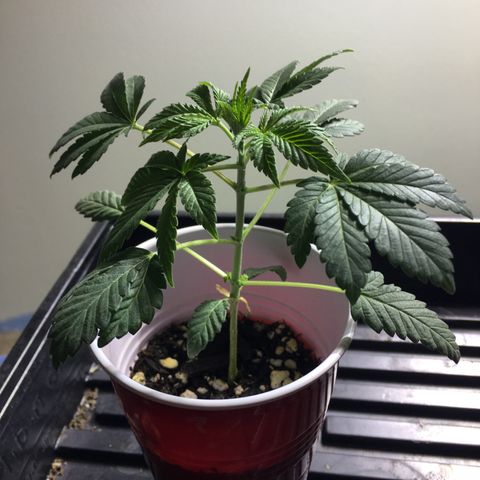 New Mexico Medical Seeds growlog photo: Nm medical seeds-A