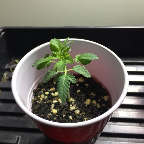 New Mexico Medical Seeds growlog photo: Nm medical seeds-B