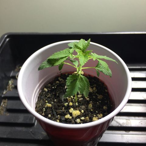 New Mexico Medical Seeds growlog photo: Nm medical seeds-C