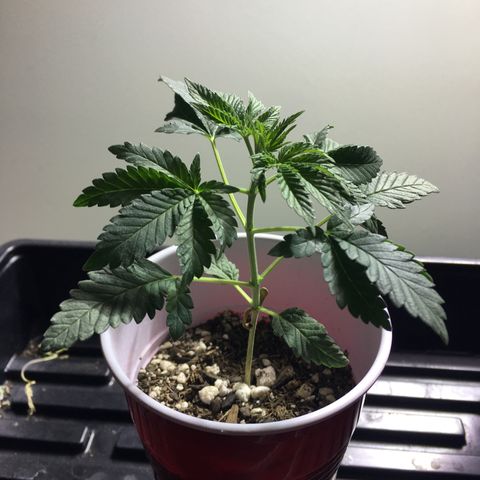 New Mexico Medical Seeds growlog photo: Nm medical seeds-D