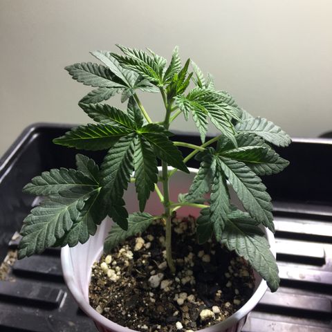 New Mexico Medical Seeds growlog photo: Nm medical seeds-E