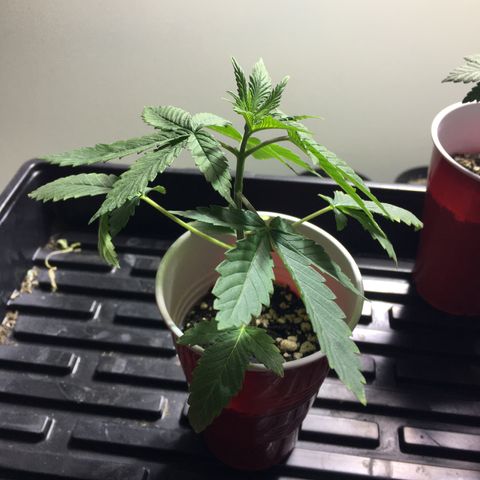 New Mexico Medical Seeds growlog photo: Nm medical seeds-F