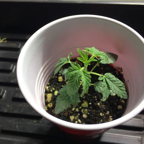 New Mexico Medical Seeds growlog photo: Nm medical seeds-G