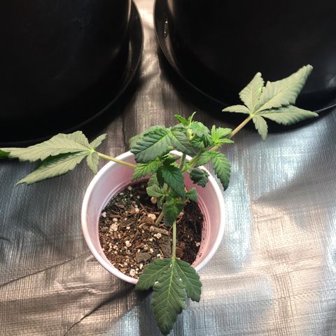 Cheesy Cuties growlog photo: Cheesy cuties-E