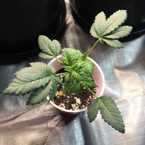 Cheesy Cuties growlog photo: Cheesy cuties-A