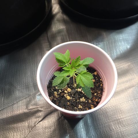 New Mexico Medical Seeds growlog photo: Nm medical seeds-B