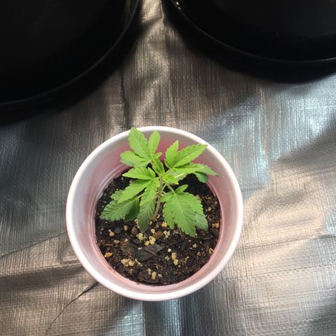 New Mexico Medical Seeds growlog photo: Nm medical seeds-C