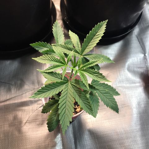New Mexico Medical Seeds growlog photo: Nm medical seeds-F