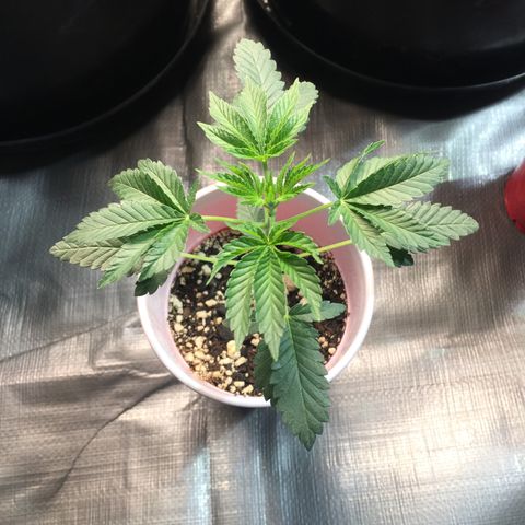 New Mexico Medical Seeds growlog photo: Nm medical seeds-D