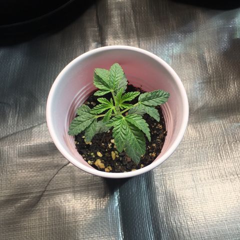 New Mexico Medical Seeds growlog photo: Nm medical seeds-G