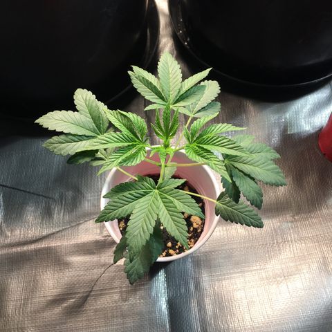 New Mexico Medical Seeds growlog photo: Nm medical seeds-A