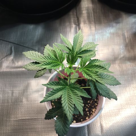 New Mexico Medical Seeds growlog photo: Nm medical seeds-E