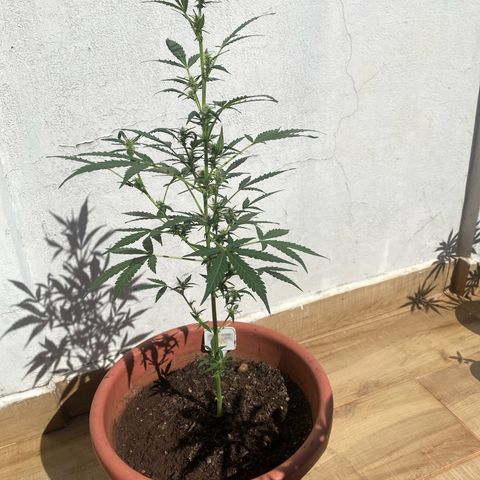 My first Orange Sherbert Auto growlog photo: Some pictures while sunbathing 