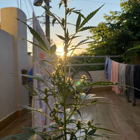 My first Orange Sherbert Auto growlog photo: Admiring the sunset 