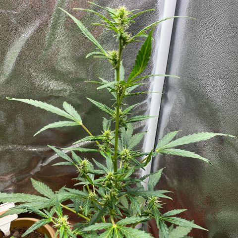 My first Orange Sherbert Auto growlog photo: Registered 