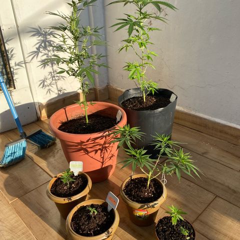 My first Orange Sherbert Auto growlog timeline photo