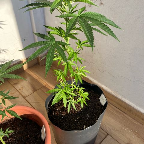 Original Skunk #1  growlog timeline photo