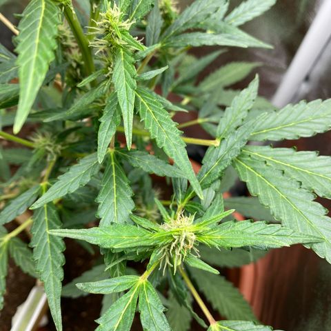 My first Orange Sherbert Auto growlog photo: Pistils everywhere