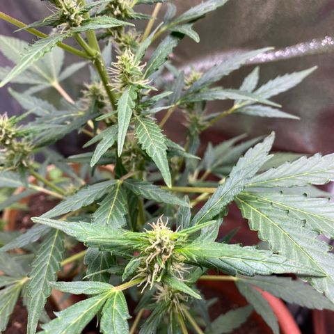 My first Orange Sherbert Auto growlog photo: Pistils everywhere