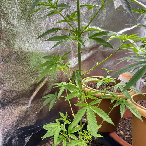 Original Skunk #1  growlog timeline photo