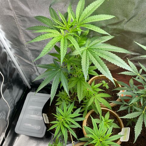 Original Skunk #1  growlog photo: What should I do?? The plant looks tall and only the last branches are strong. I’m not sure if I should keep with the lower branches.