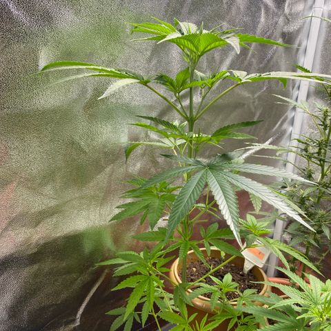 Original Skunk #1  growlog timeline photo