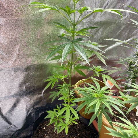 Original Skunk #1  growlog photo: What should I do?? The plant looks tall and only the last branches are strong. I’m not sure if I should keep with the lower branches.