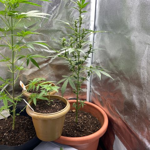 My first Orange Sherbert Auto growlog timeline photo