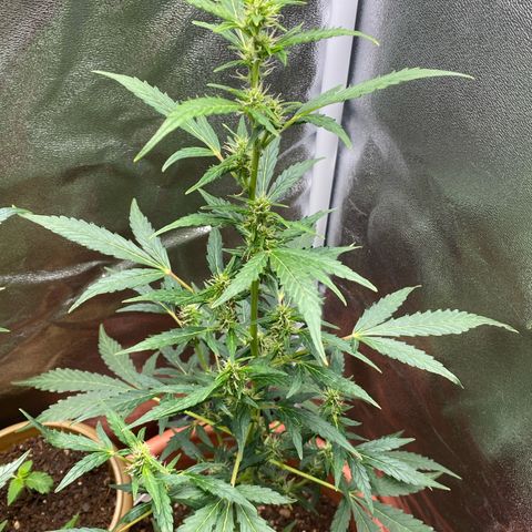 My first Orange Sherbert Auto growlog timeline photo