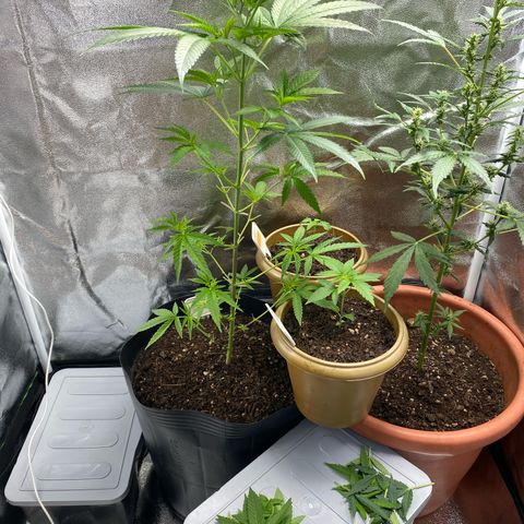 Original Skunk #1  growlog timeline photo