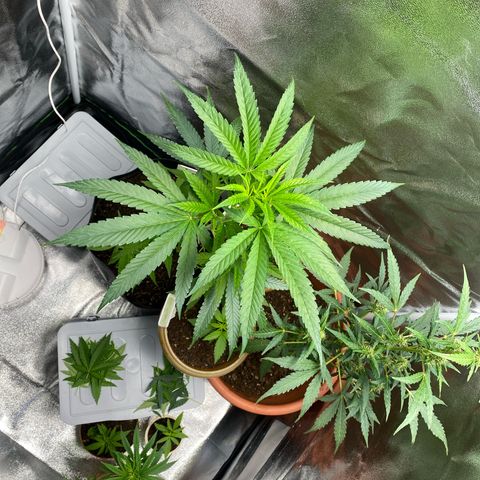 Original Skunk #1  growlog timeline photo