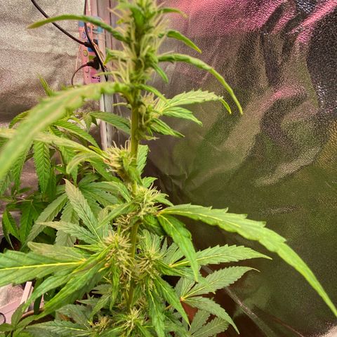 My first Orange Sherbert Auto growlog timeline photo