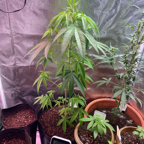 Original Skunk #1  growlog timeline photo