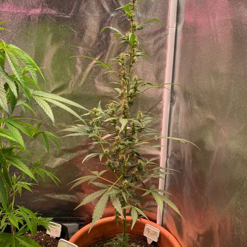 My first Orange Sherbert Auto growlog timeline photo