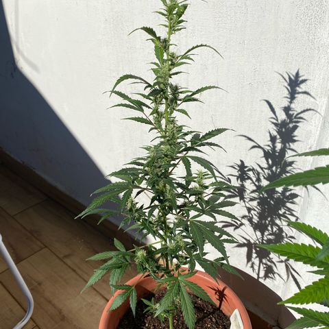 My first Orange Sherbert Auto growlog timeline photo