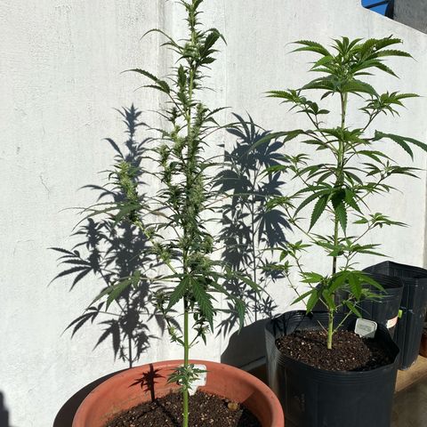 My first Orange Sherbert Auto growlog timeline photo