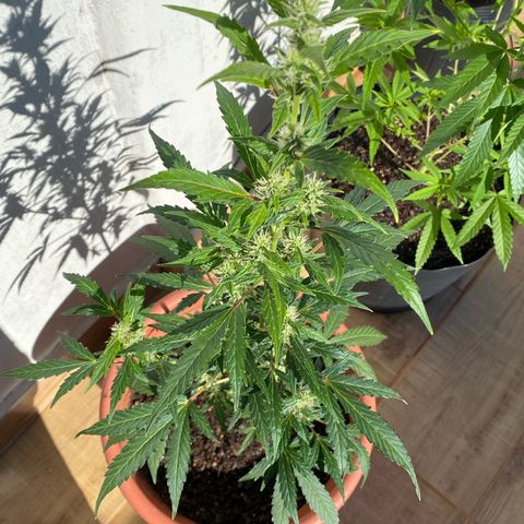 My first Orange Sherbert Auto growlog timeline photo