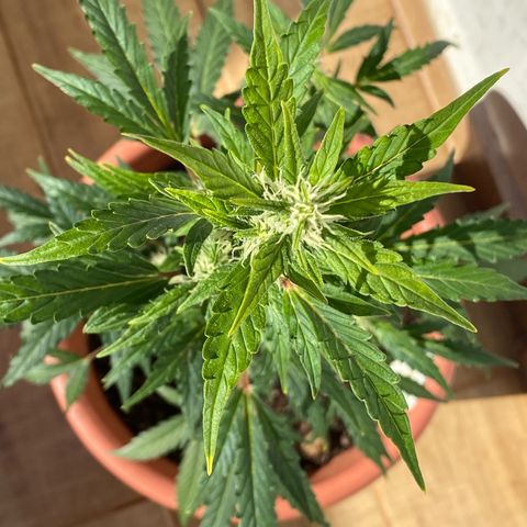 My first Orange Sherbert Auto growlog timeline photo