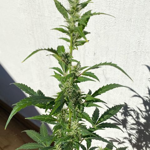 My first Orange Sherbert Auto growlog timeline photo