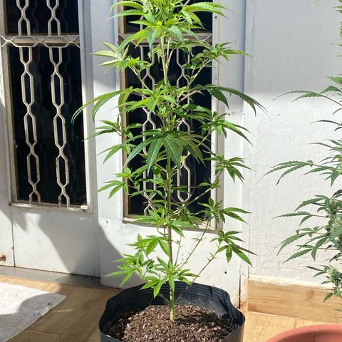 Original Skunk #1  growlog timeline photo