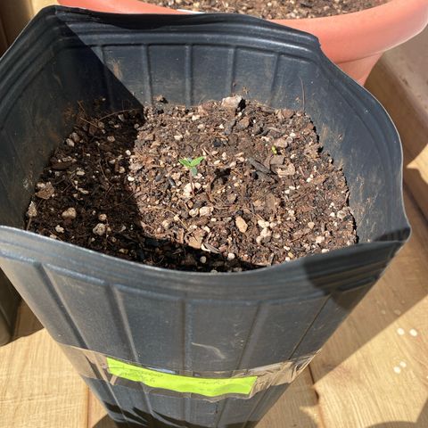 My first Lemon Kush Auto growlog timeline photo