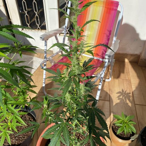 My first Orange Sherbert Auto growlog photo: Just too beautiful 