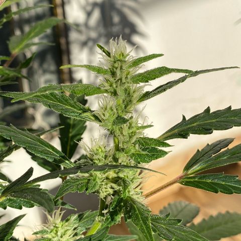 My first Orange Sherbert Auto growlog photo: Do you like flowers?
