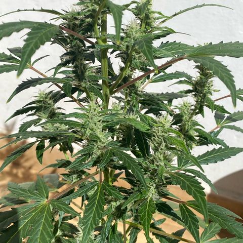 My first Orange Sherbert Auto growlog photo: Buds are getting density and resin 