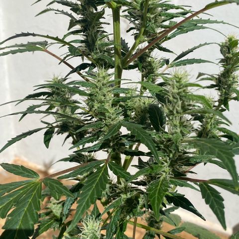 My first Orange Sherbert Auto growlog timeline photo