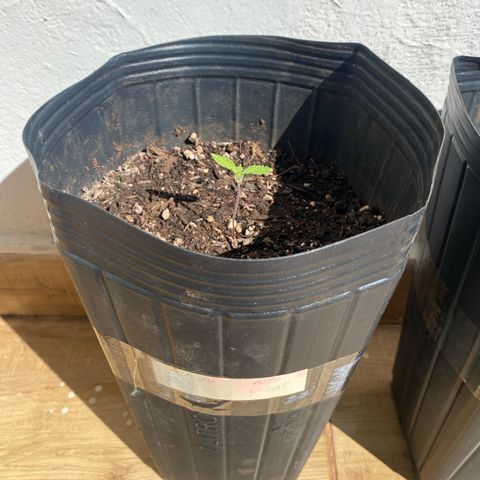 My first Northern Lights Auto growlog timeline photo