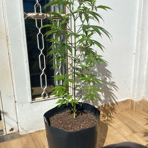 Original Skunk #1  growlog timeline photo