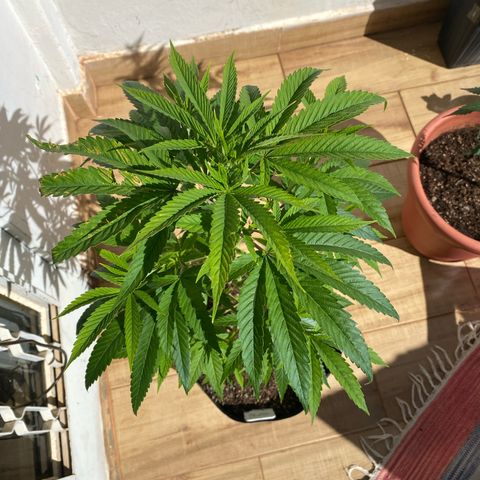 Original Skunk #1  growlog timeline photo